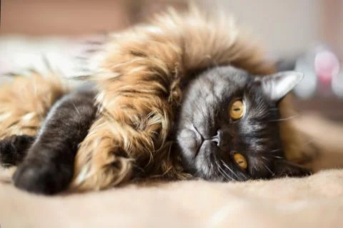 Cat dressed up like a lion Stock Photos