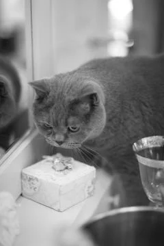 Cat on the dressing table bride examines gift. Stock Photos
