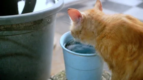 Cat drink Stock Footage 289695808