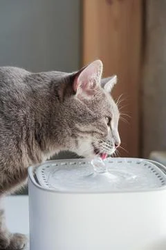 Cat drinking from automatic water dispenser fountain. Summer heat Stock Photos
