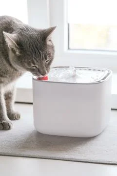 Cat drinking from automatic water dispenser fountain. Summer heat Stock Photos