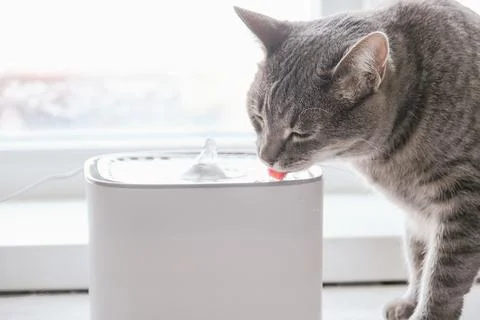 Cat drinking from automatic water dispenser fountain. Summer heat Stock Photos