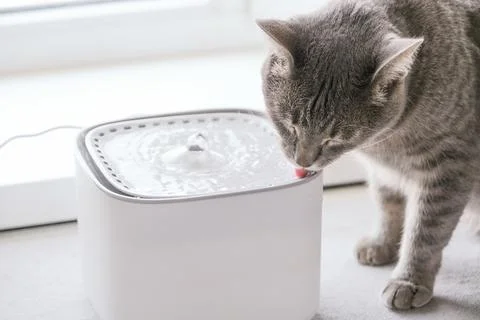 Cat drinking from automatic water dispenser fountain. Summer heat Stock Photos