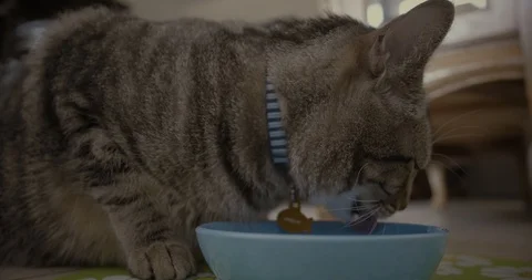 Cat Drinking From Bowl (4K) 2 Stock Footage 89704457
