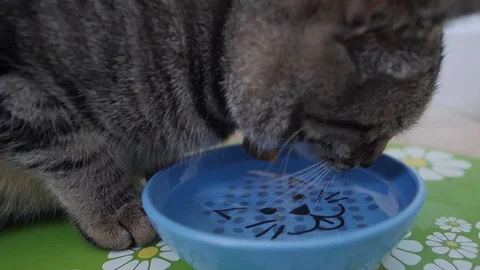 Cat Drinking From Bowl (Slow-Motion) 2 Stock Footage 89704444