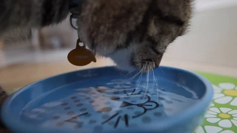 Cat Drinking From Bowl (Slow-Motion) 1 Stock Footage 89704445