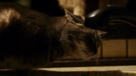 Cat Drinking From Faucet Stock Footage 23733064