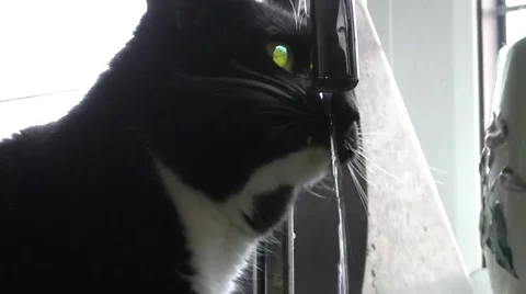 Cat drinking from the Faucet Stock Footage 46000747