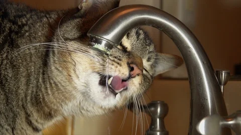 Cat drinking from faucet Vídeos de archivo 101663166