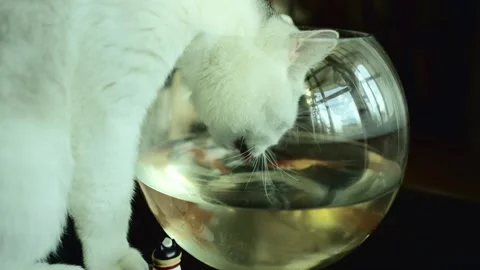 A Cat Drinking from the Fish Tank Stock Footage 249641640