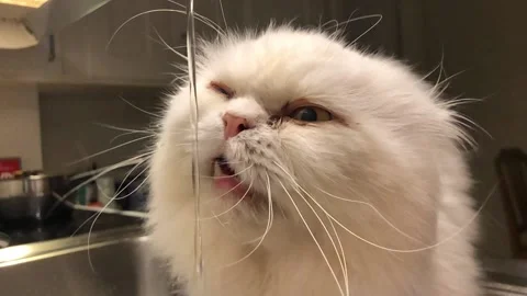 Cat Drinking Stock Footage 168174287