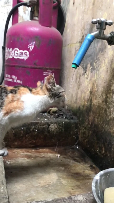 Cat is drinking 動画素材 210838239