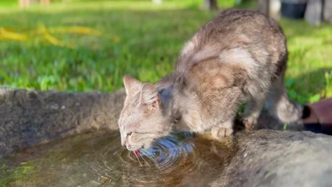 Cat Drinking Video stock 247001283