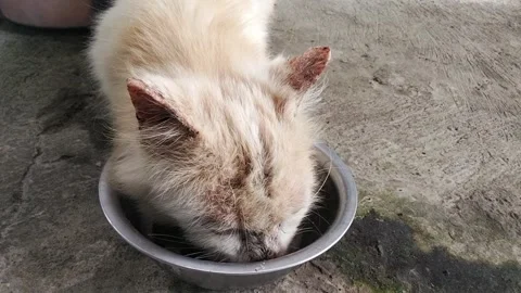 Cat drinking 動画素材 310930041