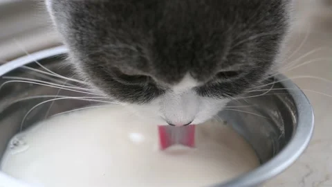 A cat drinking healthy milk Stock Footage 239113348