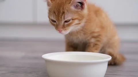 Cat drinking milk from a bowl Stock Footage 275811357