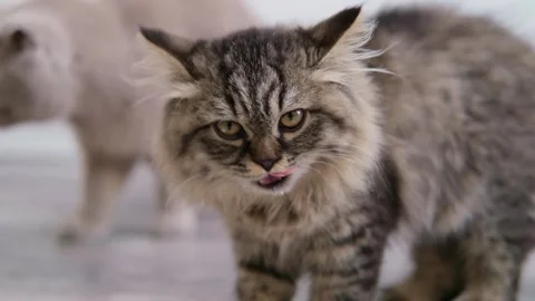 Cat drinking milk from a bowl Stock Footage 276600496