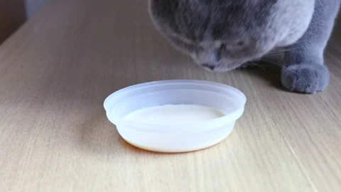 Cat drinking milk, british cat close up Stock Footage 141184138