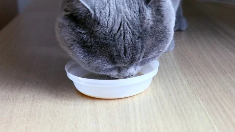 Cat drinking milk, british cat close up Stock Footage 141184305