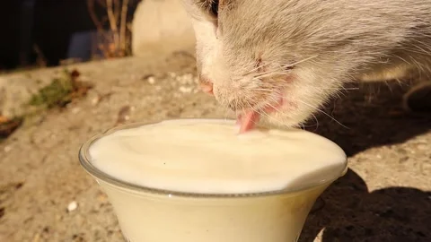 Cat drinking milk. Closeup Cat tongue. Hungry Stray cats, homeless. Help animals Stock Footage 228805247