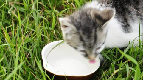 Cat is drinking milk Stock Footage 22558719