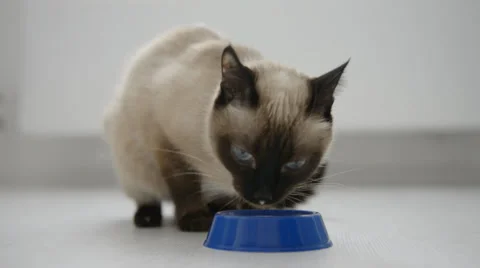 Cat drinking milk Stock Footage 31612805