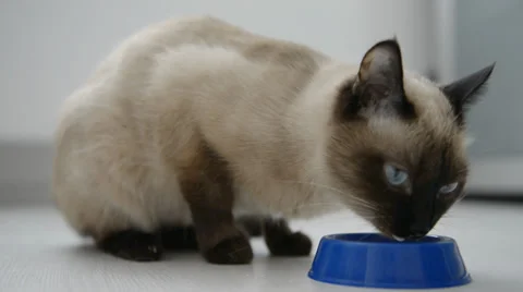 Cat drinking milk Stock Footage 31613143