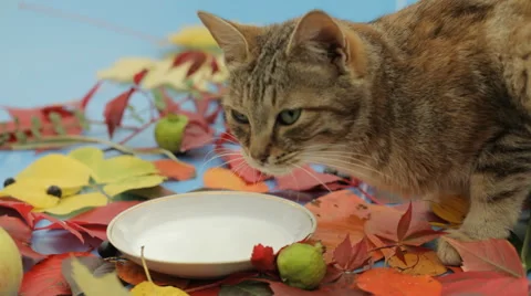 Cat drinking milk. Stock Footage 55235643