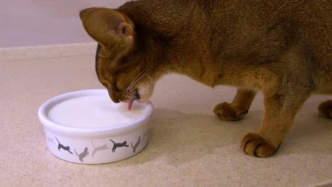 Cat drinking milk Stock Footage 87755102