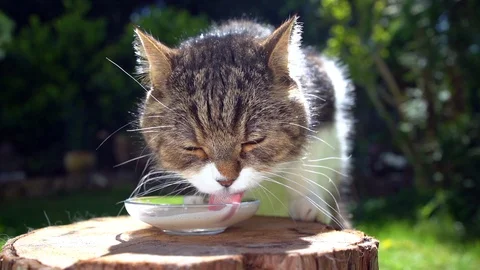 Cat drinking milk Stock Footage 130016374