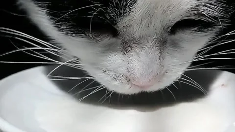 A cat drinking milk. Video stock 153206603