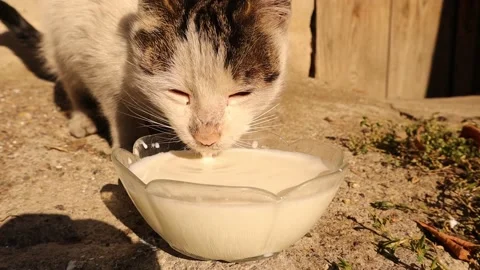 Cat drinking milk. Hungry Stray cats, homeless. Drops of milk falling Stock Footage 228787086