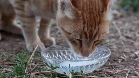 Cat drinking milk in a nature environment Stock Footage 54192002