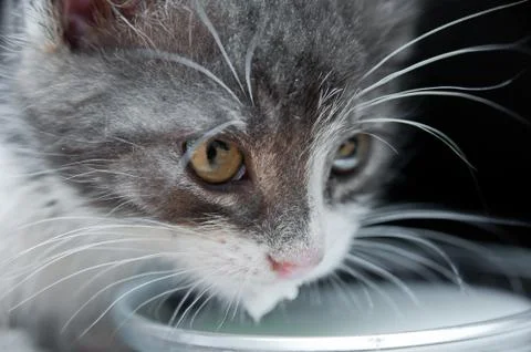 Cat drinking milk Stock Photos