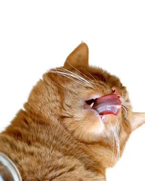 Cat drinking milk Stock Photos