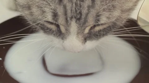 Cat Drinking Milk In Slow Motion Stock-Footage 51848809