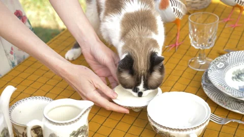 A cat drinking milk on the table Stock Footage 200860798