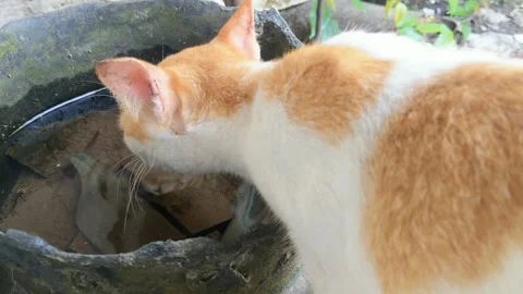 A cat drinking from a pan Stock Footage 306270217