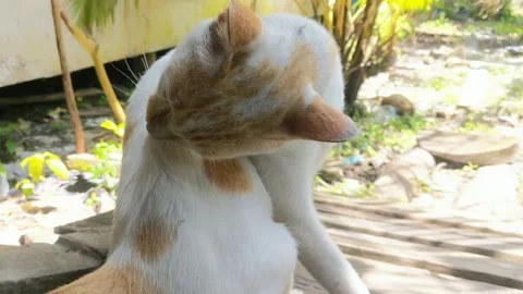A cat drinking from a pan Stock Footage 306270218