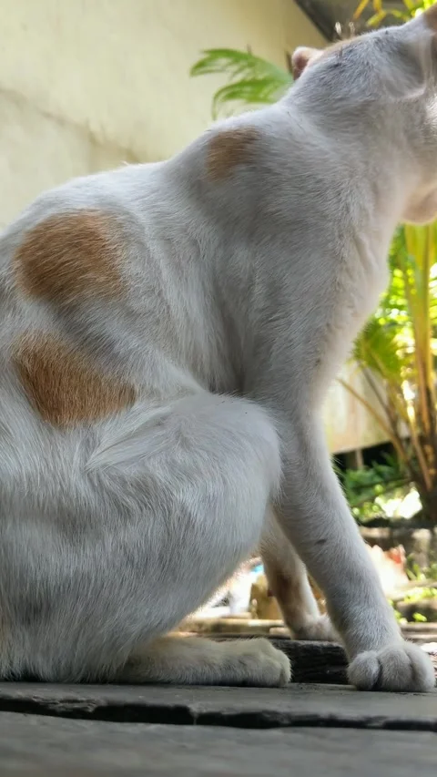 A cat drinking from a pan Stock Footage 306270225