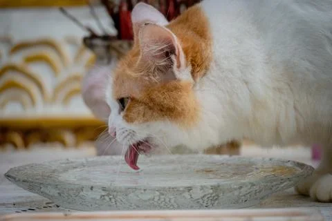 Cat is drinking Stock Photos