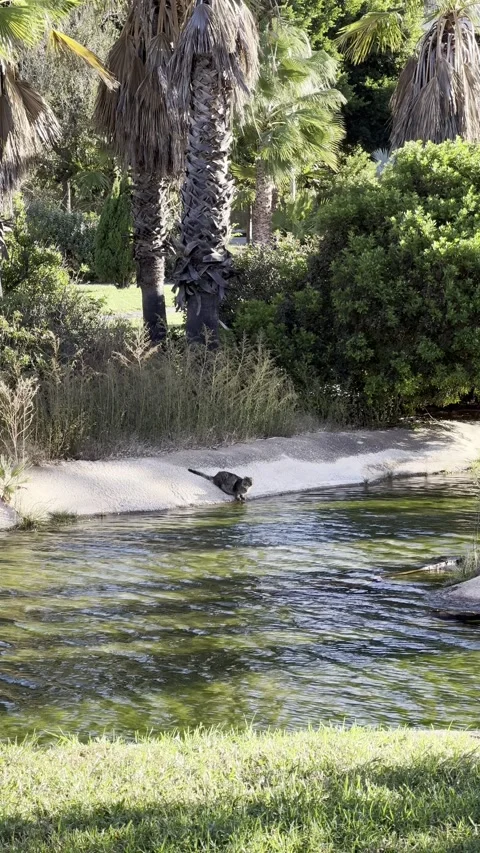 Cat drinking from pond in park of Museum of Sciences in Valencia. Vertical Stock Footage 255289137