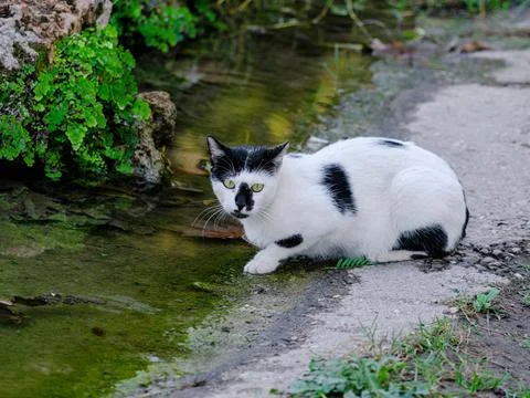 A cat drinking from a pond Stock-Fotos