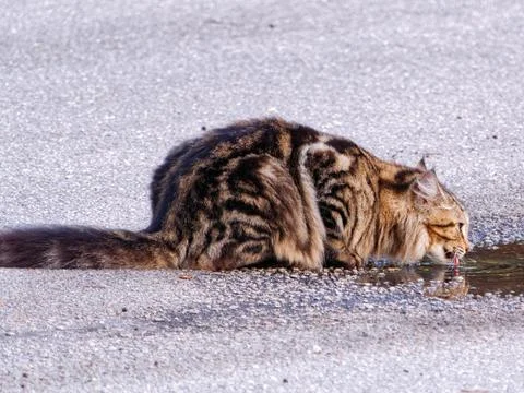Cat Drinking From a Puddle Foto stock