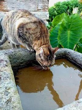 Cat drinking rainwater Stock Photos