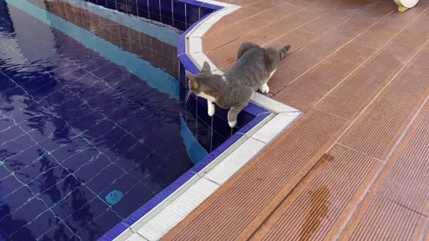 Cat drinking from swimming pool edge, curious pet behavior 動画素材 336867073