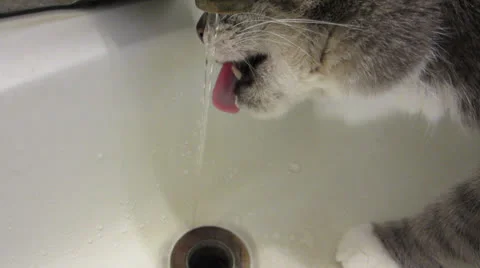 Cat Drinking from Tap Vídeo Stock 22516529