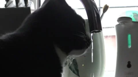 Cat drinking from the tap Stock Footage 46000744