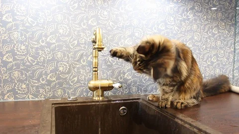 Cat drinking from tap Stock Footage 129561727