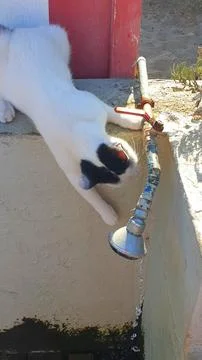 Cat drinking from a tap in Greece Stock Photos